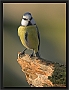 pimpelmees DSC_0001-01